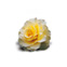 Asanas et exercices pour activer les organes abdominaux