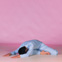 Ekapada Yoga Mudra