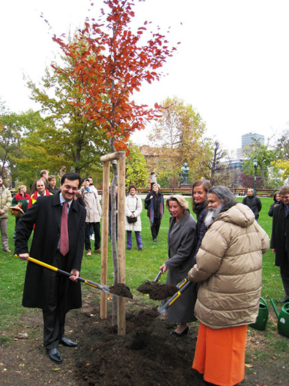 vienna-peace-tree